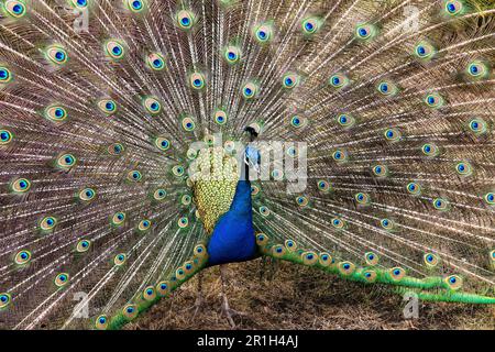 Ein Pfau mit seinen einzigartigen, herrlichen, leuchtenden Farben, während er die Schwanzfedern herausfächert und an einem sonnigen Tag im Garten ein Werbespot bildet Stockfoto