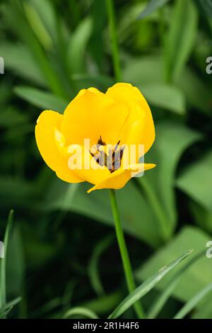 Nahaufnahme von Frühlingsblüten gelber Tulpenblume im Garten. Stockfoto