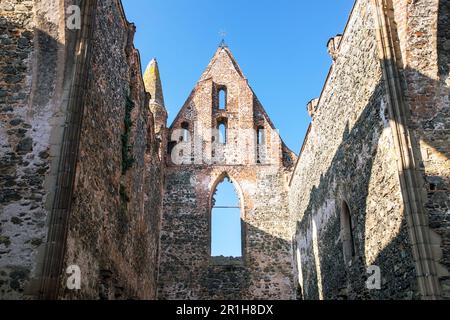 Rosa coeli, Ruinen der Kirche und des Klosters, Dolni Kounice in der Nähe der Stadt Ivancice, Südmähren, Tschechische Republik Stockfoto