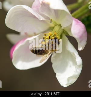 Biene oder Honigbiene in lateinischen APIs Mellifera, europäische oder westliche Honigbiene auf Apfelbaumblüten Stockfoto