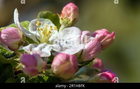 Apfelblüte im frühlingsblick des lateinischen Malus Domestica Stockfoto