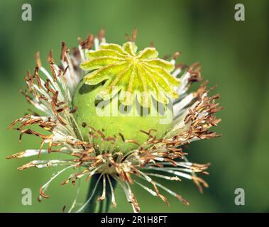 Detail Opiummohnblume, in latin papaver somniferum wird weißer blühender Mohn in der Tschechischen Republik für die Lebensmittelindustrie angebaut Stockfoto