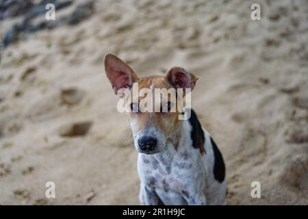 Ein streunender brauner, weißer und schwarzer Hund an einem Strand in Sri Lanka mit einer kleinen Wunde am Kopf Stockfoto