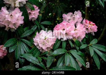 Baumähnlicher Rhododendron, Rhododendron Arboreum, Ericaceae, prächtige rosa Blumen, im späten Frühling. Stockfoto