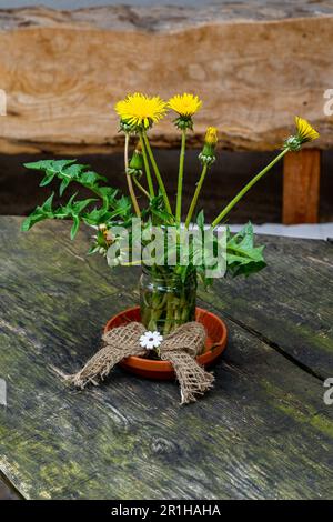 Löwenzahnblumen in einem Holzeimer Stockfoto