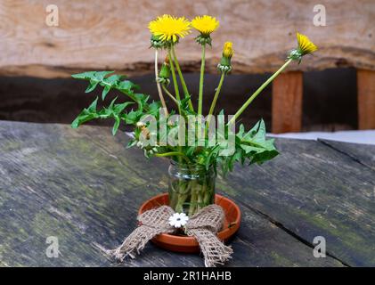 Löwenzahnblumen in einem Holzeimer Stockfoto