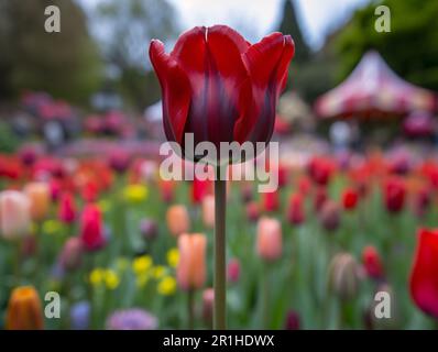 Leuchtend rote Tulpe mit scharfem Fokus, umgeben von bunten Tulpen in einem Gartenbett. Nahaufnahme mit unscharfem Hintergrund. Perfekt für Frühling, Natur, an Stockfoto