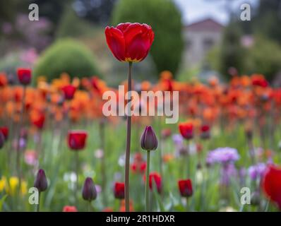 Leuchtend rote Tulpe mit scharfem Fokus, umgeben von bunten Tulpen in einem Gartenbett. Nahaufnahme mit unscharfem Hintergrund. Perfekt für Frühling, Natur, an Stockfoto