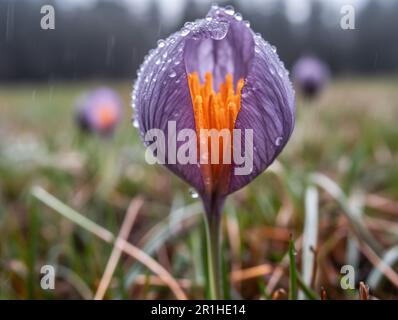 Nahaufnahme eines lila Krokus in Blüte mit Tau-Tropfen auf den Blütenblättern. Geringe Schärfentiefe verwischen den Hintergrund anderer Krokusse auf dem Feld. Perfekt für Stockfoto