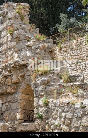 Bleibt der Teich von Bethesda in der Altstadt von Jerusalem, Israel