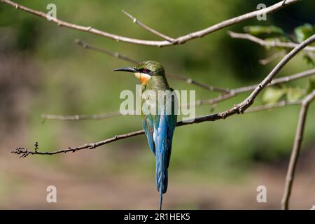 King Fisher Vogel auf einem Baum Stockfoto