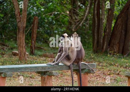 Die Familie der Schwarzgesichter-Affen in Sri lanka Stockfoto