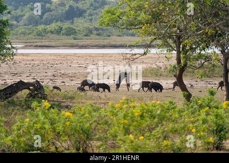 Wildschweingruppe in Sri Lanka und zwei Kämpfe Stockfoto