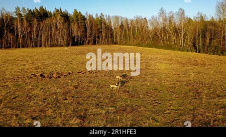 Drohnenfotografie von Rehen auf einer Wiese am Frühlingssonnigen Abend. Stockfoto