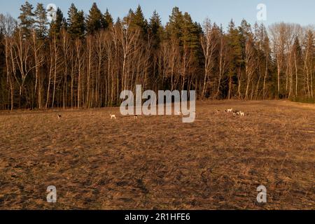 Drohnenfotografie von Rehen auf einer Wiese am Frühlingssonnigen Abend. Stockfoto