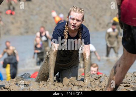 Maldon Promenade Park, Maldon, Essex, Großbritannien. 14. Mai 2023. Eine große Anzahl von Läufern begannen mit dem anstrengenden Kurs, der sie über den Fluss Blackwater und bei Ebbe zurück durch den anhaftenden, rutschigen Schlamm führte. Die Wettkämpfer des Maldon Mud Race laufen für wohltätige Zwecke, viele in schicken Kleidern und alle werden während des Rennens mit schleimigem Schlamm bedeckt, besonders diejenigen, die weiter zurück sind, sobald der Schlamm aufgewühlt ist. Eine Frau, die im Schlamm krabbelt Stockfoto