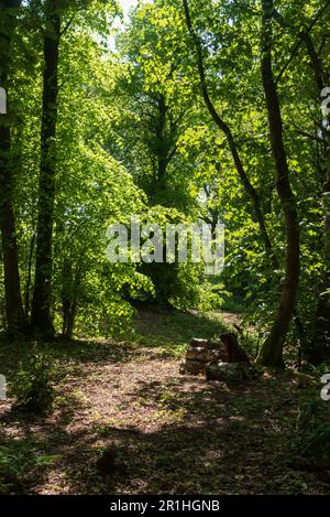 Die grüne Lichtung wurde in der Frühlingssonne gebadet. Stockfoto