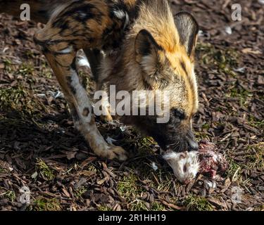 Porträt eines afrikanisch gemalten wilden Hundes, der ein Kaninchen frisst, das er gefangen hat Stockfoto