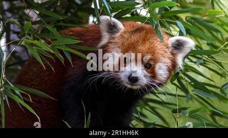 Roter Panda, der durch die Blätter schaut und Blickkontakt hat Stockfoto
