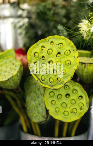 Nahaufnahme von Lotussaatschoten. Makroaufnahme von Lotussaatschoten. Lotus-Saatkapseln im Fokus. Stockfoto