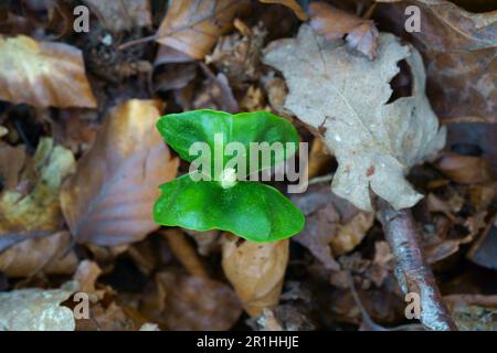 Setzling eines Buchenbaums Fagus sylvatica. Stockfoto