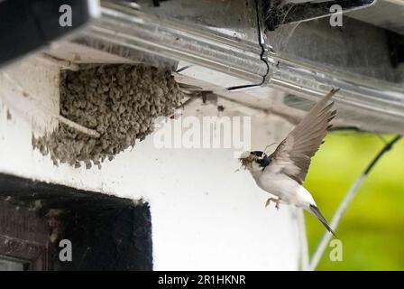 Haus martins baut Nester in Vickerstown Co Laois. Foto: Sonntag, 14. Mai 2023. Stockfoto