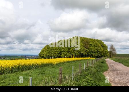 Rapsfeld und Baumkrone entlang des Ridgeway National Trail im Mai, Hackpen Hill, Wiltshire, England, Großbritannien Stockfoto