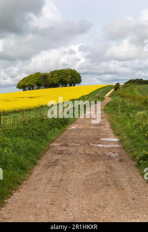 Rapsfeld und Baumkrone entlang des Ridgeway National Trail im Mai, Hackpen Hill, Wiltshire, England, Großbritannien Stockfoto