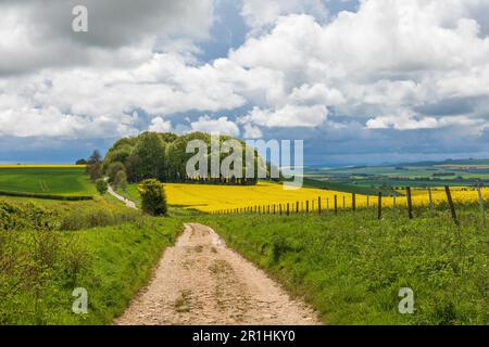 Rapsfeld und Baumkrone entlang des Ridgeway National Trail im Mai, Hackpen Hill, Wiltshire, England, Großbritannien Stockfoto