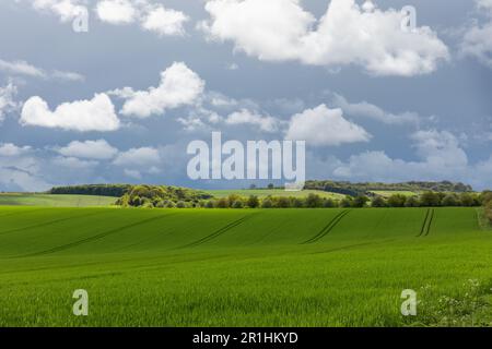 Frühlingsgrünes Ackerland der Marlborough Downs. Ländliche Landschaft von Wiltshire im Mai, England, Großbritannien Stockfoto