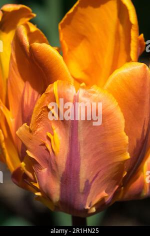 Tulip „Prinses Irene“, Tulipa „Prinses Irene“, Papagei Tulpe „Prinses Irene Parrot“ Stockfoto