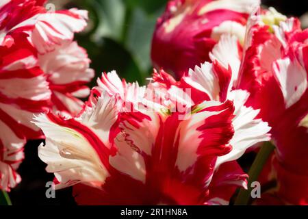 Tulipa „Estella Rijnveld“, Tulpe, Rot, Weiße Rose Papageientulpen Stockfoto