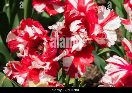 Tulip „Estella Rijnveld“, Rotweiße Tulipa „Estella Rijnveld“ Stockfoto