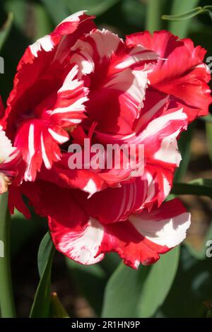 Tulpe „Estella Rijnveld“, weiße rote Tulipa „Estella Rijnveld“ Porträtblume Stockfoto