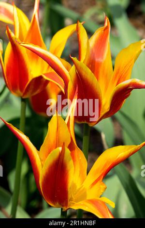 Rote gelbe Tulpen, Lily blühte Tulpe, Blumen in voller Blüte Stockfoto