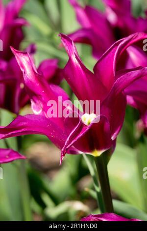 Tulip „Purple Doll“, Blume, Tulipa „Purple Doll“, Lily blühte Stockfoto