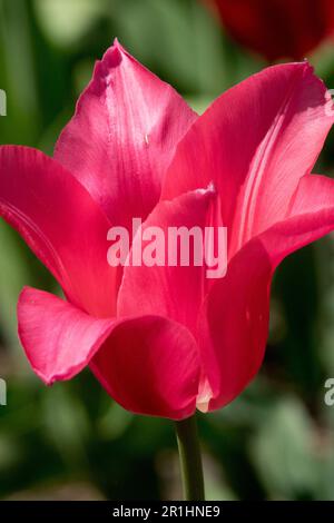 Tulip "China Pink" Tulipa, Pink, Blume Stockfoto