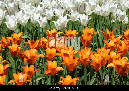Lilienblüten Tulpe 'Ballerina' Tulpenorange Kultivar, Ausstellung, Blumengarten, Tulipa 'Ballerina' Tulipa 'Weißer Triumphator' Orange Weiße Tulpen Stockfoto