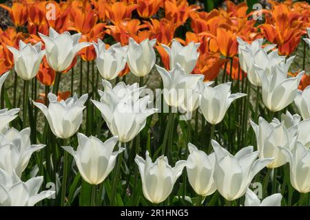 Tulpen, Weißorange, Tulpe 'Weißer Triumphator', Tulpe 'Ballerina' Hintergrund Stockfoto