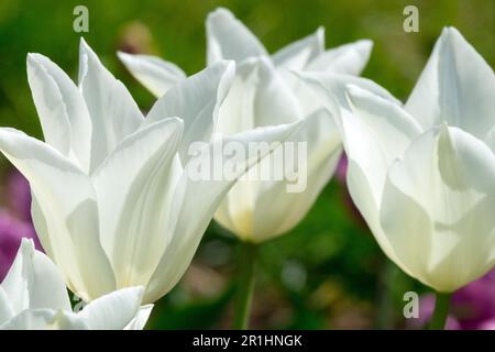 Lily-blumige Tulpe, Weiße Tulpen, Tulipa „Weißer Triumphator“ Stockfoto