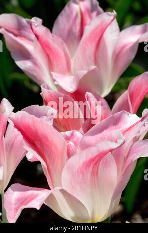 Tulip „Holland Chic“, Pink, Tulipa „Holland Chic“, Pink White Stockfoto