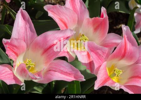 Pink, Weiß, Tulpe „Holland Chic“ Stockfoto