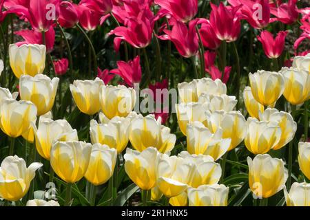 Weiße Gelbe Tulpe 'Lemon Chiffon' Deep Rose Pink Tulpe 'Mariette' Tulpen Garten Display Blumenbett Gemischte Blumen Gruppe Triumph Blühendes Blumenbeet Stockfoto