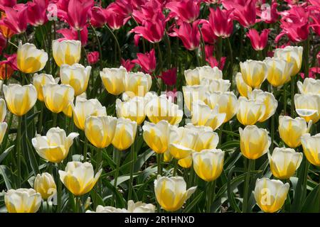 Weiß, Gelb, Tulpe „Lemon Chiffon“, Tief, Rose, Rosa, Mariette, Tulpen gemischter Garten mit Blumenbeeten Frühling Mai Stockfoto