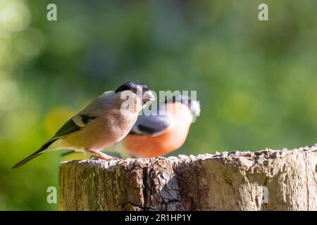 Adulte weibliche und männliche Eurasian Bullfinches (Pyrrhula pyrrhula) auf einem Stamm - Yorkshire, Großbritannien (Mai 2023) Stockfoto