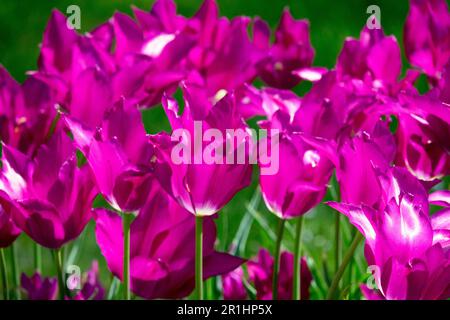 Lily blühte Tulpe „Purple Dream“, Tulipa, Blooming, Flowers Stockfoto