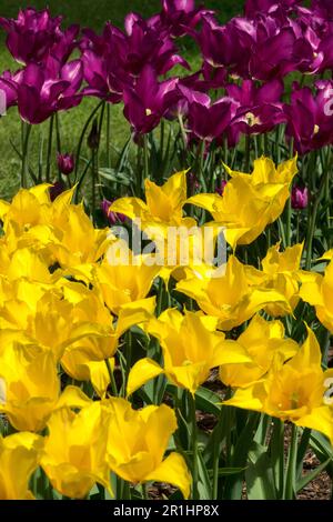 Gelb, Violett, Gemischt, Tulpen, Tulpe „La Perla“, Tulipa „Purple Dream“, Garten, Blumenbeet, Display Stockfoto