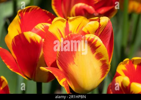 Tulip „La Courtine“, Tulipa „La Courtine“, Rotgelb, Single Late, Kultivar Stockfoto