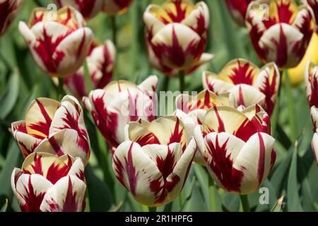 Full Bloom, 'World Expression' Tulpen, Flaming, Single Late, Tulipa 'World Expression', Gruppe, Blühend, Blooms Stockfoto