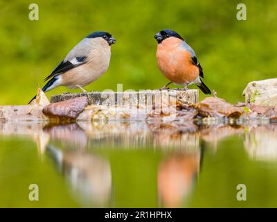 Aberystwyth, Ceredigion, Wales, Großbritannien. 14. Mai 2023. Ein Paar Bullfinken füttern nahe am Rand eines Gartenbeckens. Ein männlicher Spatz hat das Weibchen verjagt und nähert sich dann dem männlichen Bullfink, der auch schnell entkommt. Kredit: Phil Jones/Alamy Live News Stockfoto